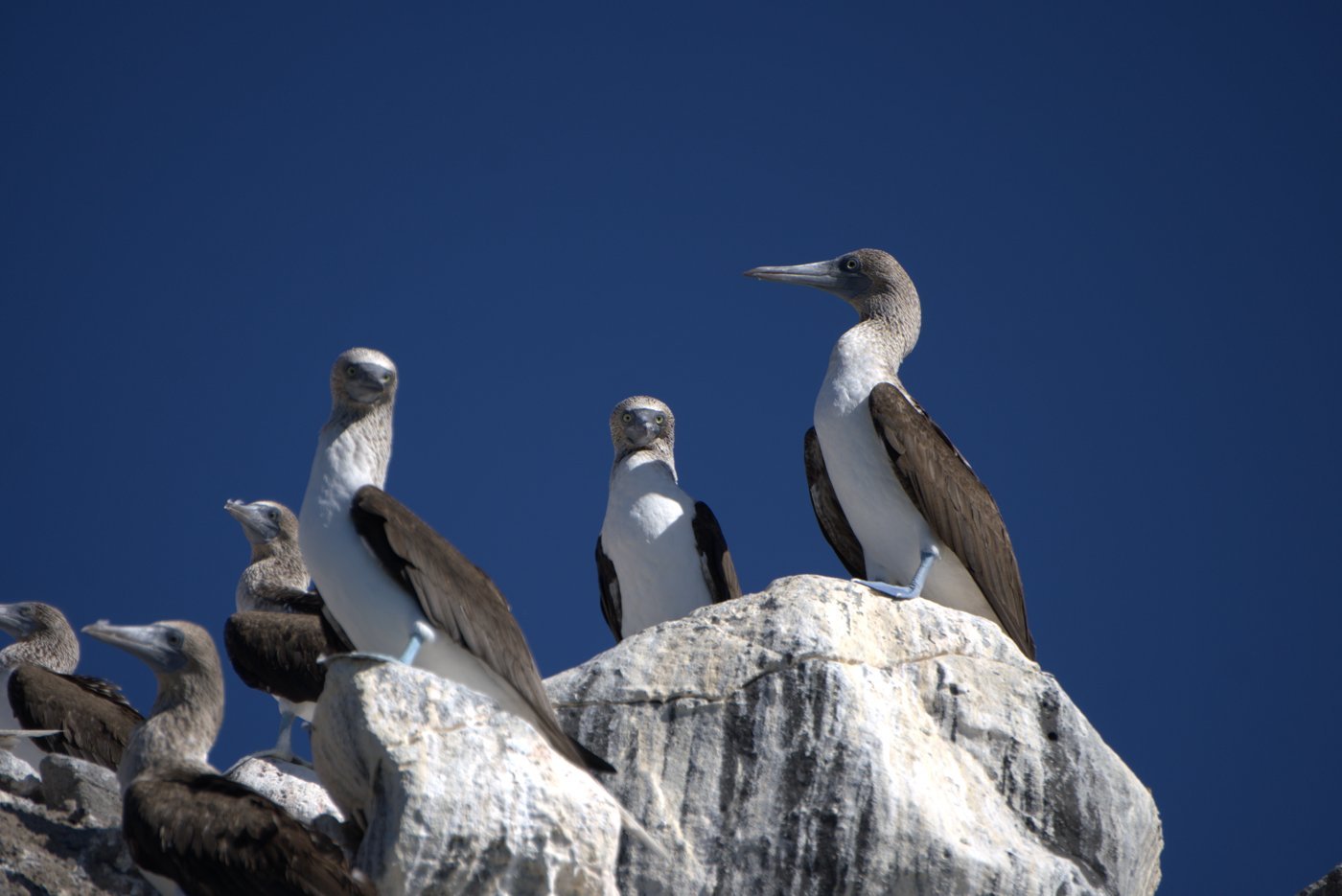 Blue-footed Booby at Balandra, La Paz