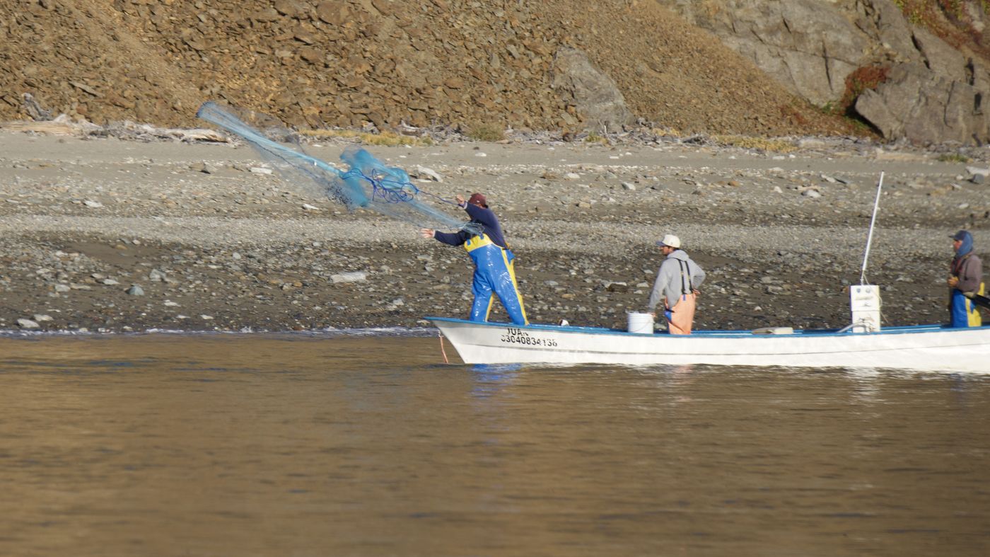 Cooperativa de carnada lanzando una atarraya por sardina viva cerca de Ensenada de Muertos, La Paz