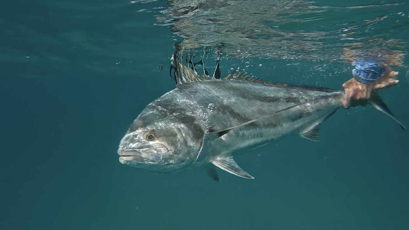 Roosterfish caught off Isla Cerralvo, La Paz