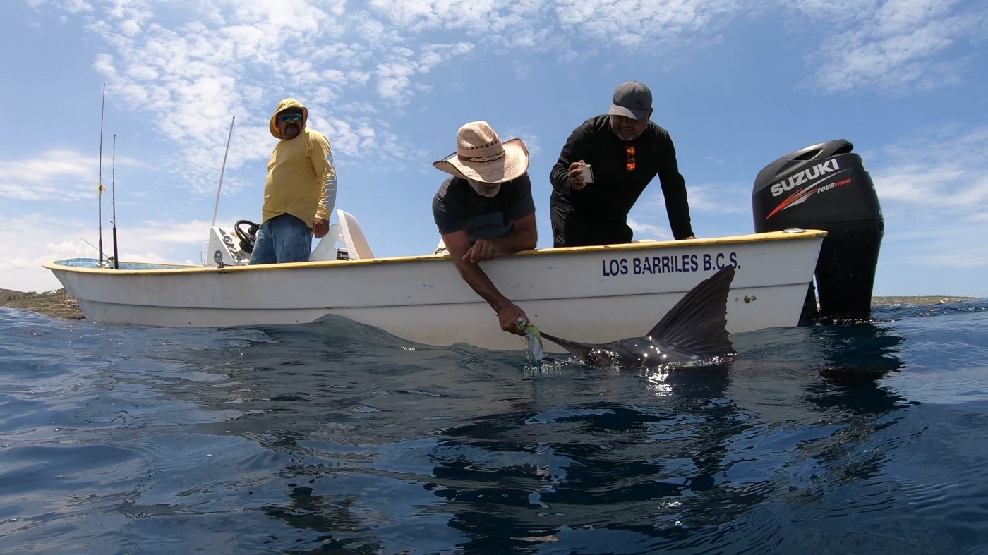 Striped marlin catch and release, Los Barriles Baja California Sur