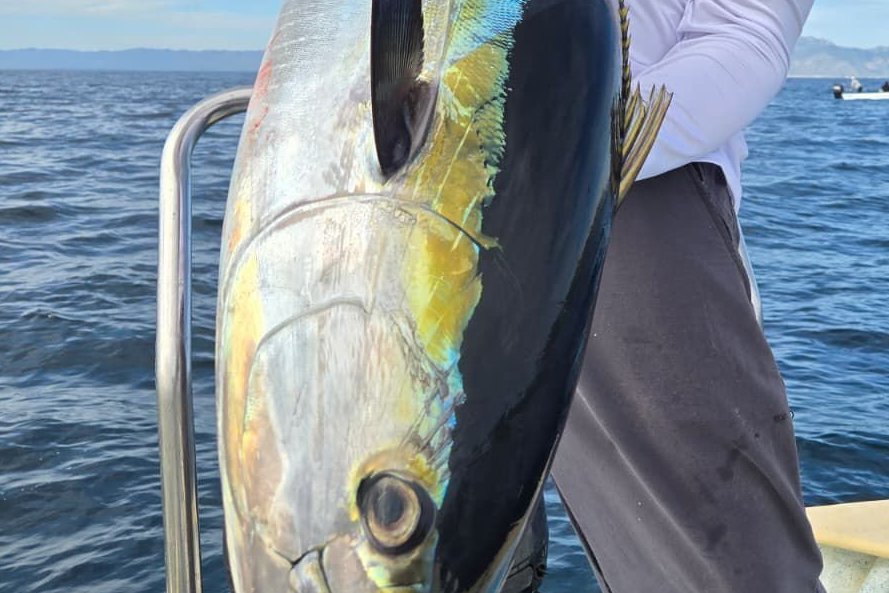 Atún aleta amarilla capturado, Mar de Cortés