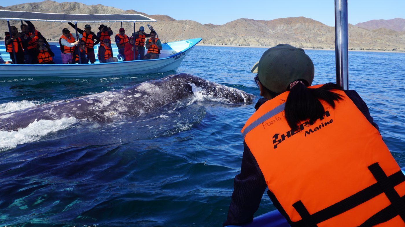 Gray whale watching boat at Puerto Chale, Baja California Sur