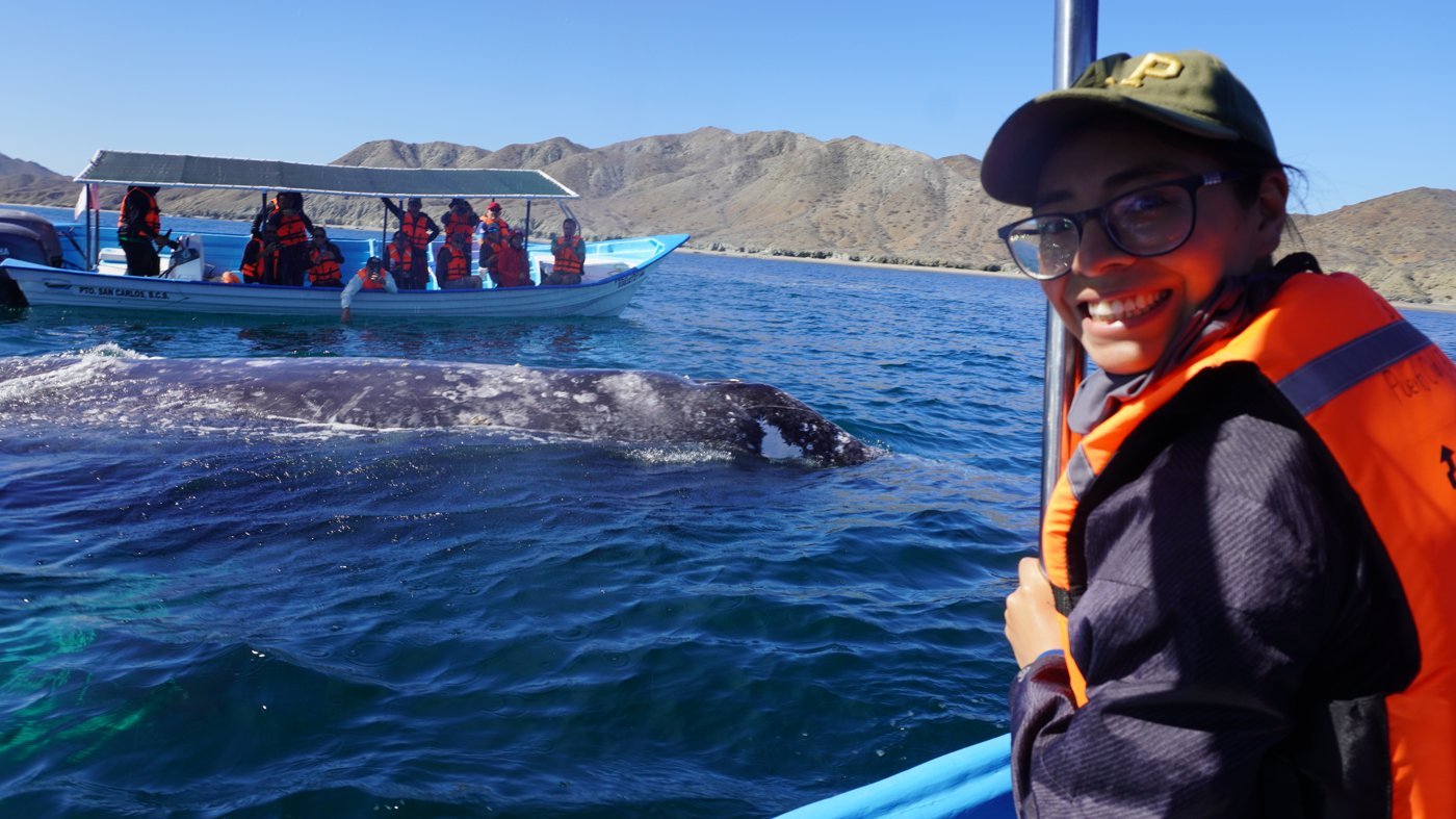 Guest close to a gray whale at Puerto Chale