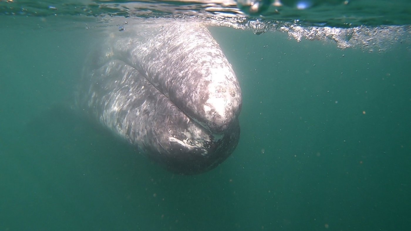 Gray whale surfacing beside the boat at Puerto Chale
