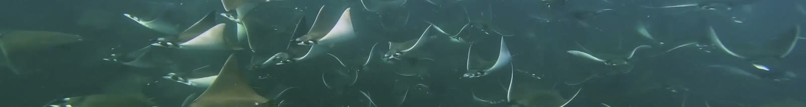 School of mobula rays underwater, La Paz