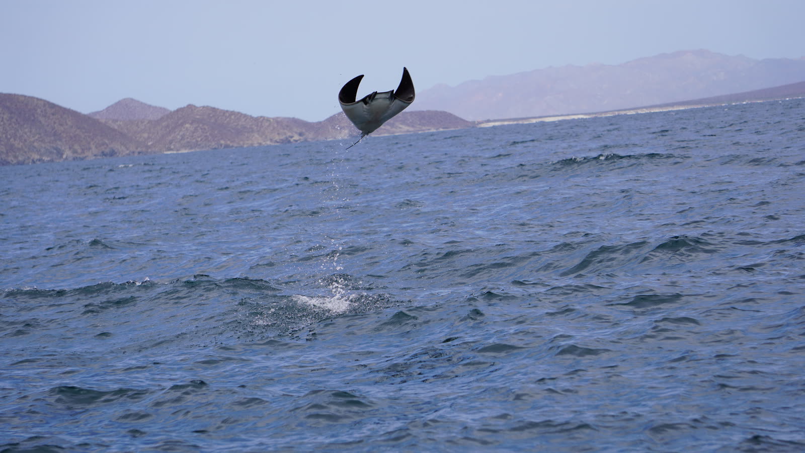 Mobula ray jumping out of the water, La Paz