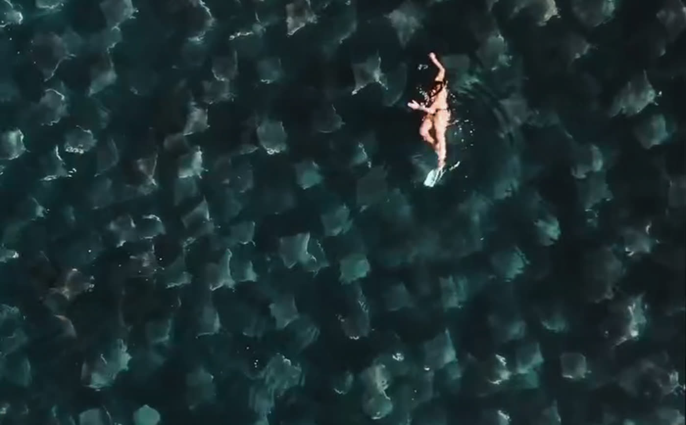 Snorkeler swimming over thousands of mobula rays, La Paz