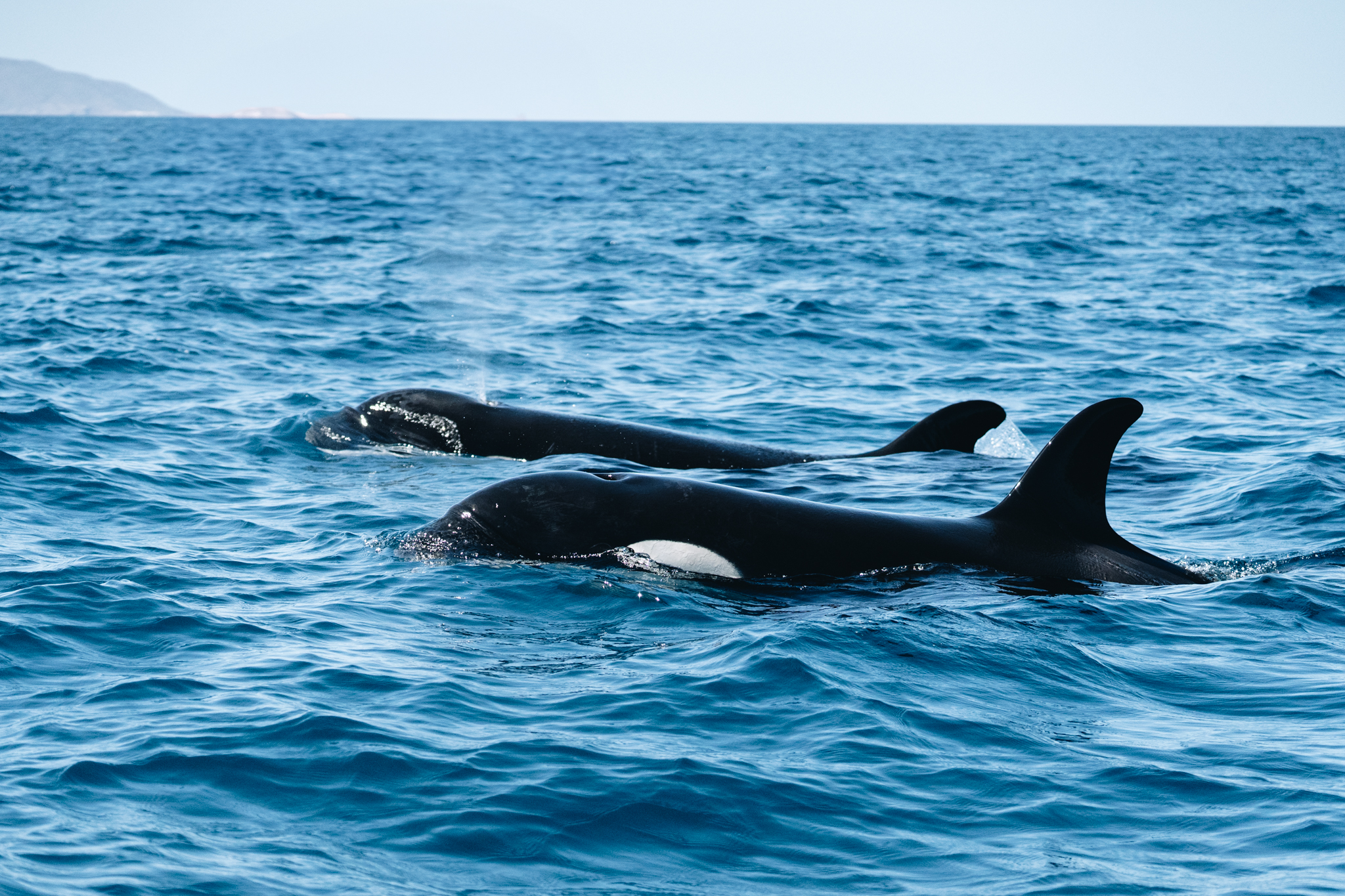 Orca pod surfacing in the Cerralvo Channel, La Paz
