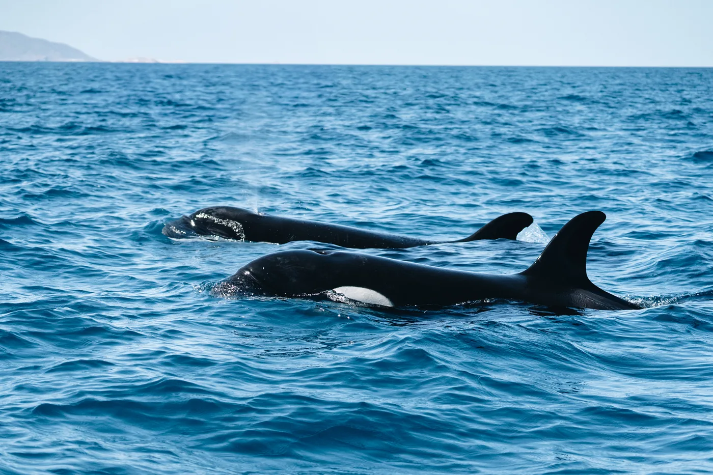 Orca pod surfacing in the Cerralvo Channel, La Paz