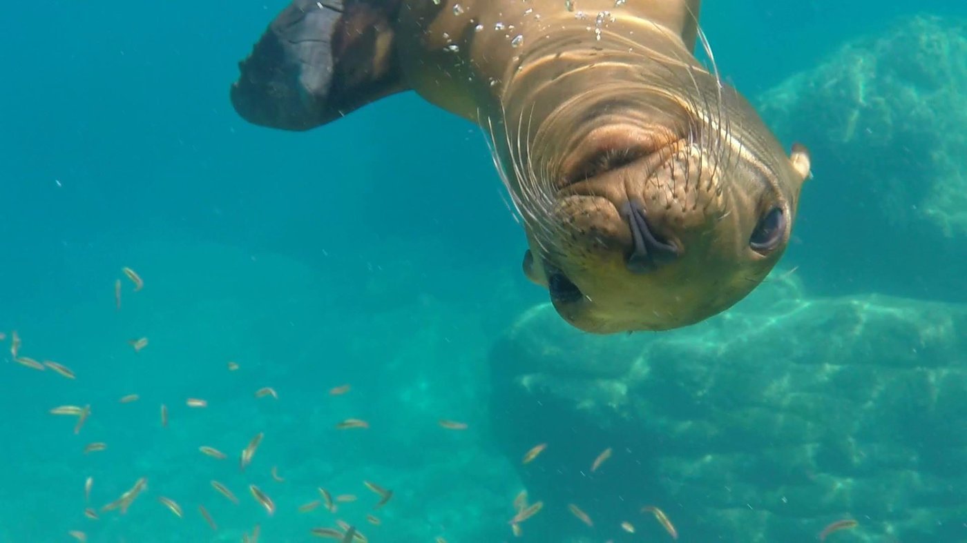 Sea lion up close at Los Islotes, Isla Espíritu Santo