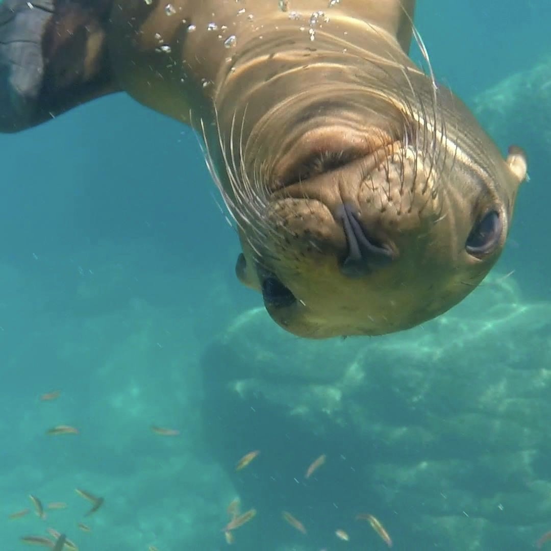 Sea lion swimming up close at San Rafaelito, La Paz