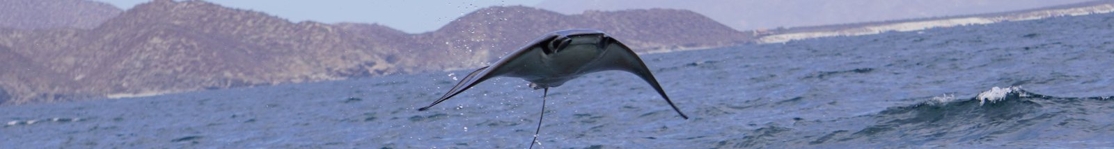 Mobula ray leaping out of the Sea of Cortez off La Paz