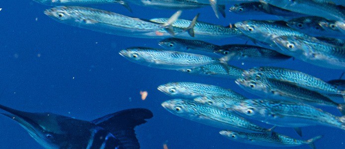 Striped marlin underwater with sardine bait ball, Magdalena Bay