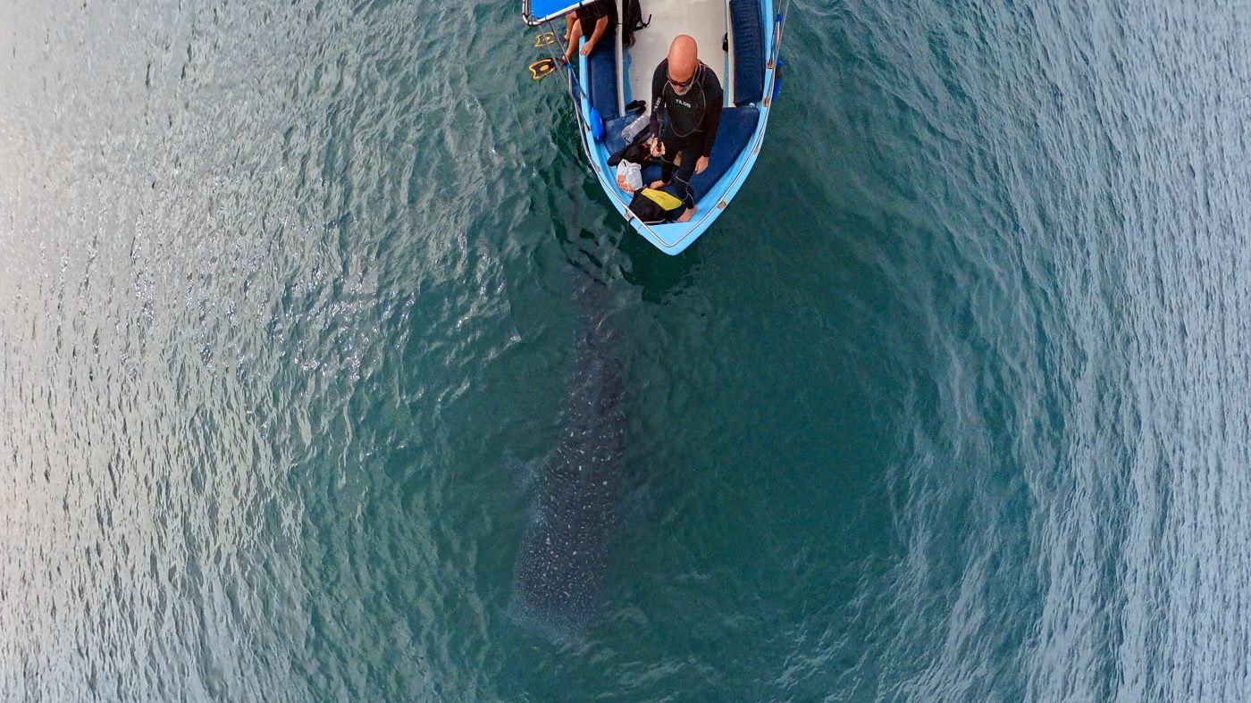 Aerial view of a whale shark beside the boat in La Paz Bay