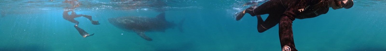 Personas nadando con un tiburón ballena en la Bahía de La Paz
