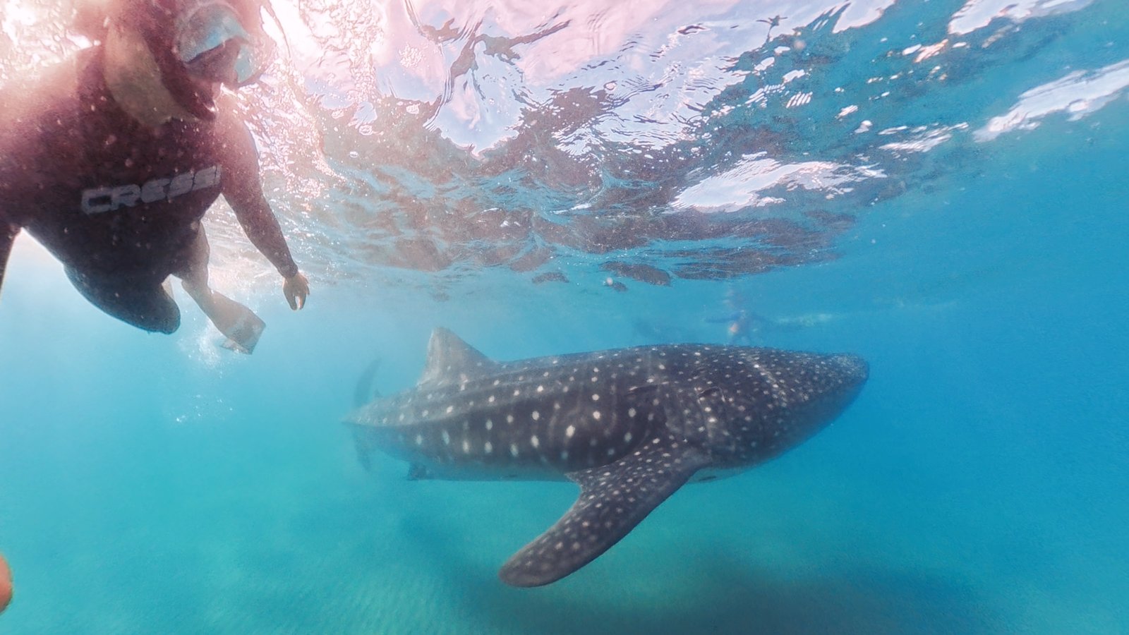 Snorkeler swimming beside a whale shark in La Paz Bay
