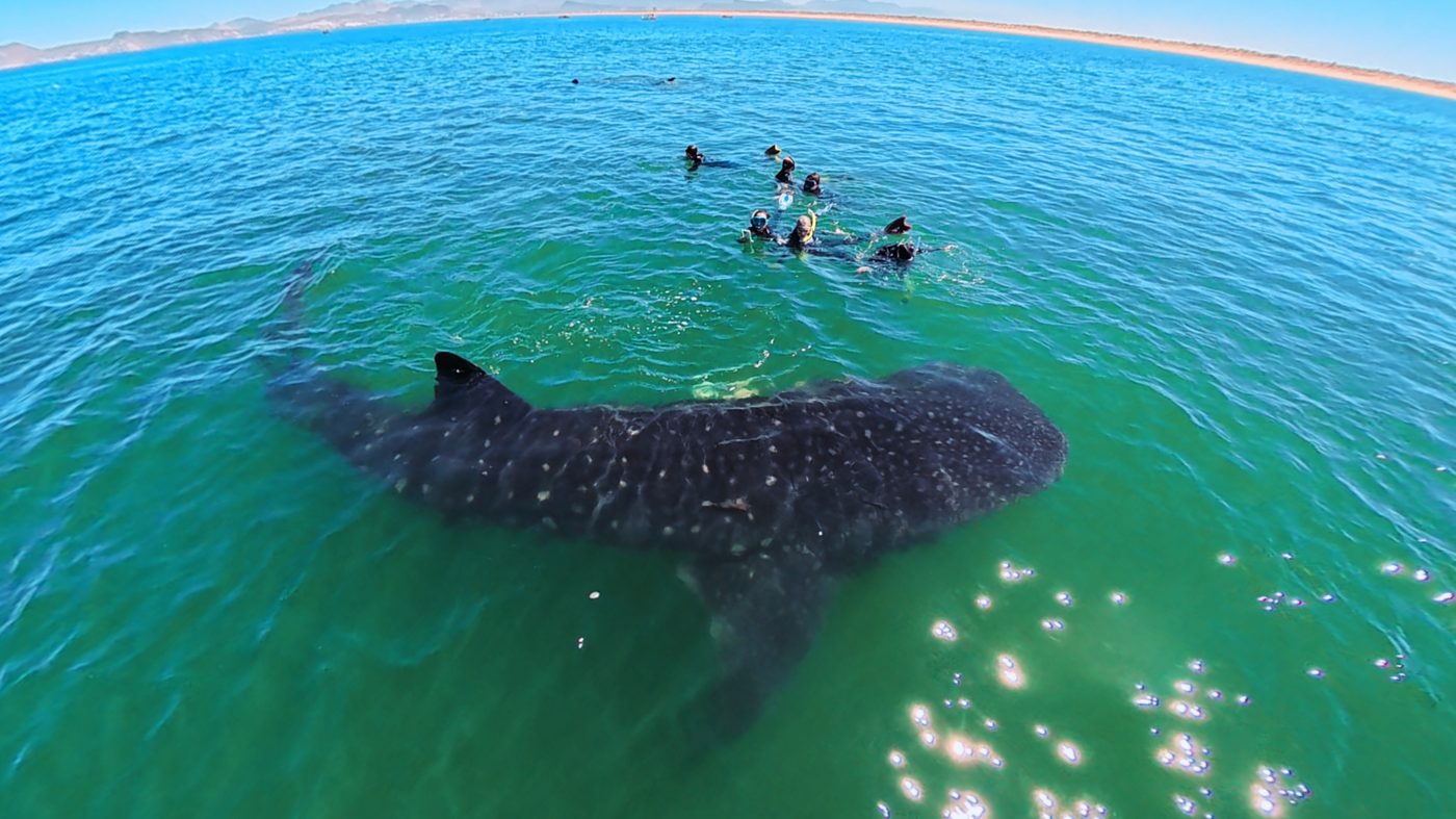 Snorkelers with a whale shark in La Paz Bay, view from above