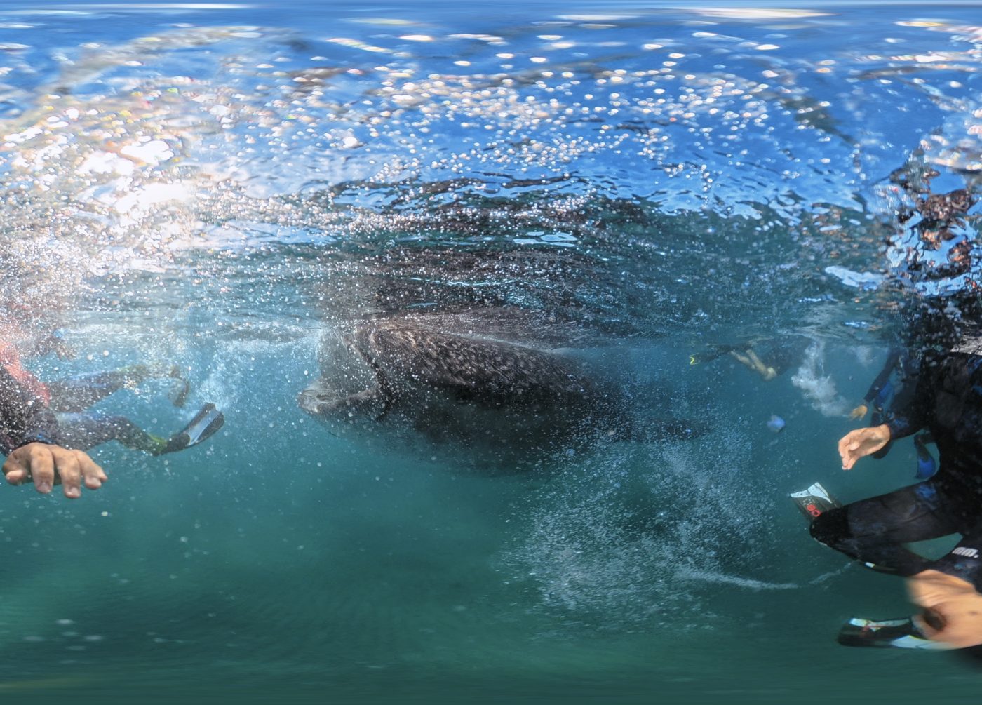 Snorkelers swimming alongside a whale shark in La Paz Bay